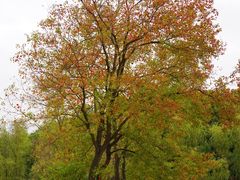 -昆山城市生态森林公园