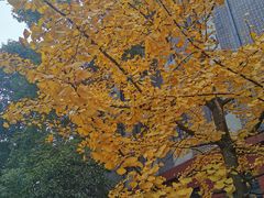 -四川大学(望江校区)