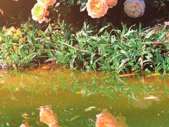 -人民公园(罗湖区)