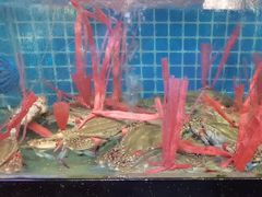 -四川小胡子海鲜(丁村万人海鲜广场店)