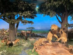 -国家自然博物馆