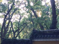 -普陀山风景名胜区-法雨禅寺