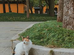 -西园戒幢律寺
