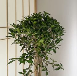 -颜动养生馆·智能艾灸·专业推拿·盐蒸
