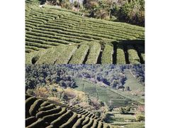 -龙坞茶村