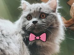 -猫亿天猫咖