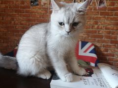 -名猫咖啡馆·撸猫·拼豆