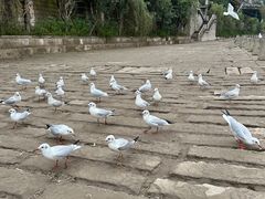 -中国宜宾·长江地标广场