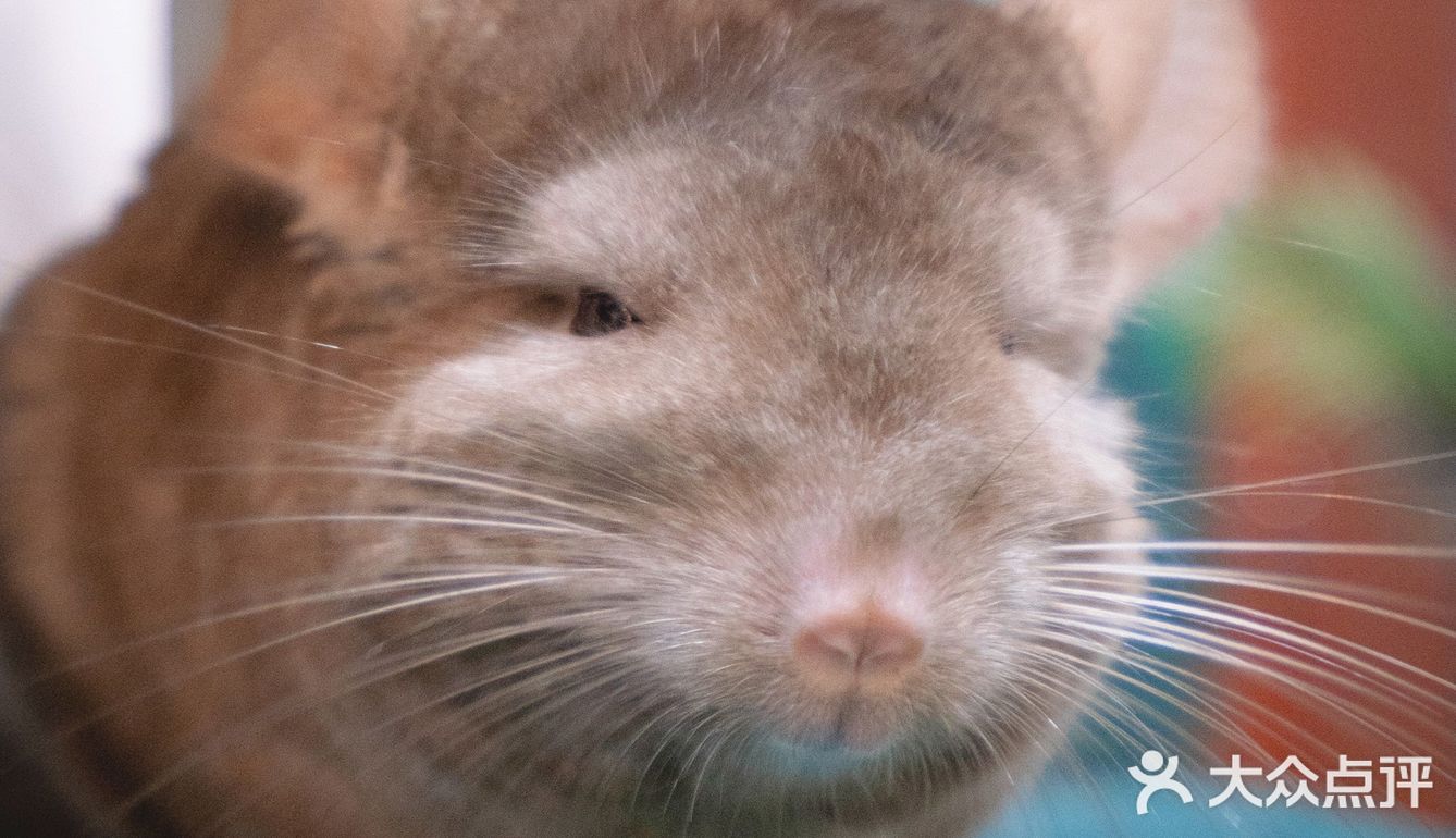 萌宠家族进商城了🔥还有二师兄🐷太可爱了‼️口水都从嘴角流了下来