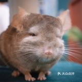 萌宠家族进商城了🔥还有二师兄🐷太可爱了‼️口水都从嘴角流了下来