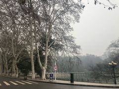 -武汉大学-樱园