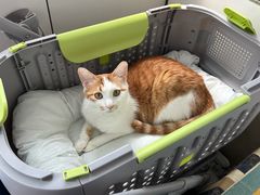 -宠福鑫动物医院(望京分院)