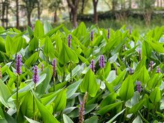-陈家山荷花公园