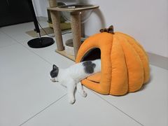 -瑞派先诺宠物医院•猫专科•普外科•中兽医(佛山院)