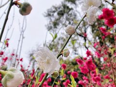 -桃花涧