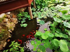 -上海醉白池公园