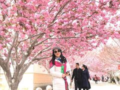 -莱阳濯村樱花园