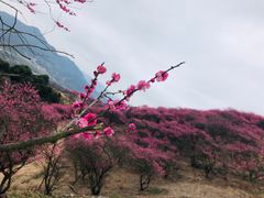 -新建村梅花