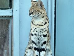 -西霞口神雕山野生动物世界