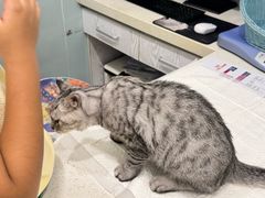 -纳吉亚猫专科动物医院·北北分院