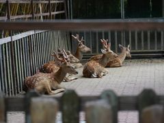 -上海野生动物园