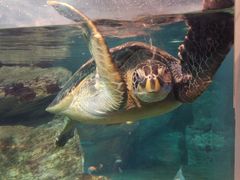 -西海国立公园九十九岛水族馆
