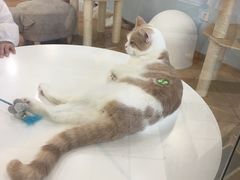 -猫冇咖·家门口的撸猫馆(大融城店)
