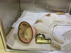 -北京派仕佳德动物医院·超导核磁·CT·神经科·骨科·内外科·急重症管理中心