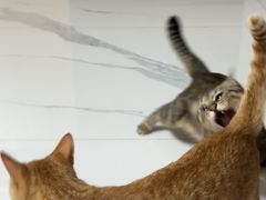 -安安宠医宠物医院·异宠·犬猫内科(岳阳分院)