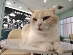 -安格丽娜·狗咖·猫咖羊驼咖(春熙路百盛商场店)