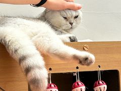 -有猫主题·治愈系猫咖(曾厝垵店)