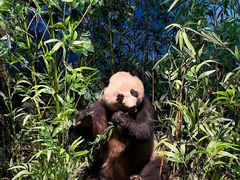 -陕西自然博物馆