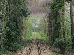 -合肥滨湖国家森林公园