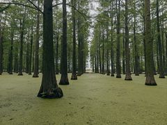 -渌洋湖湿地公园