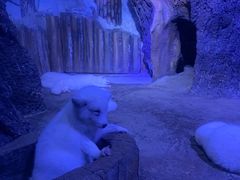 -芜湖新华联大白鲸海洋公园