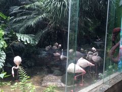 -火烈鸟餐厅