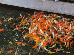 -龙悦湾酒家·八阵鱼生·渔人码头店