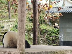 -中国大熊猫保护研究中心雅安碧峰峡基地