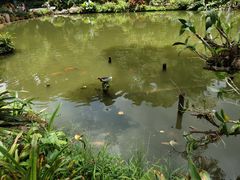 -深圳仙湖植物园
