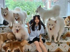 -毛绒耶耶撸宠馆·猫咖·狗咖·荷兰猪咖