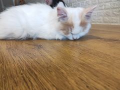 -平行世界·猫咖(首经贸店)