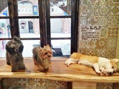 -more than meow吴止猫主题餐厅(承德 中船汇店)