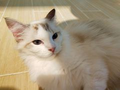 -momokira米努特·德文卷毛猫·棉花面纱犬