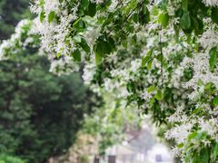 -国家植物园南园