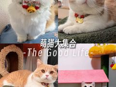 -Bastet sally猫舍购宠(静安店)