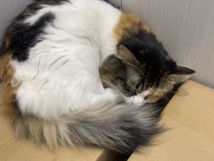 -东莞宠友24H宠物中心医院·转诊夜诊·异宠(新河北路院)