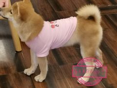 -豆柴町-柴犬主题狗咖(红鼎国际C座店)