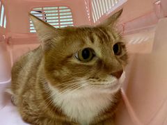 -瑞鹏宠物医院·骨科·猫科·内科(第一中心)