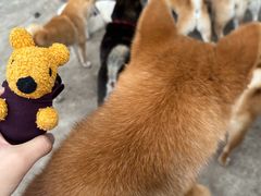 -柴犬高等学院·狗咖·柴犬售卖·宠物训练