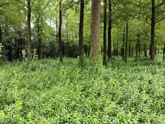 -上海长兴岛郊野公园